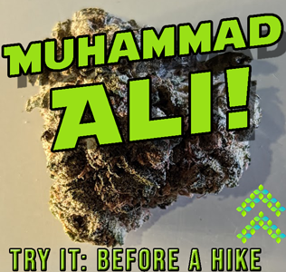 Muhammad Ali strain review