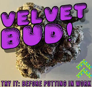 velvet bud strain review