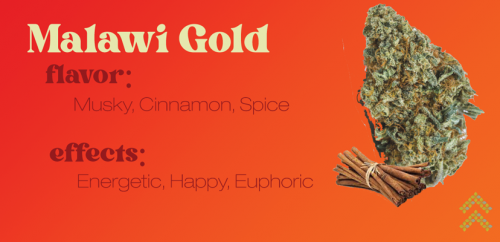 Malawi Gold Strain Review