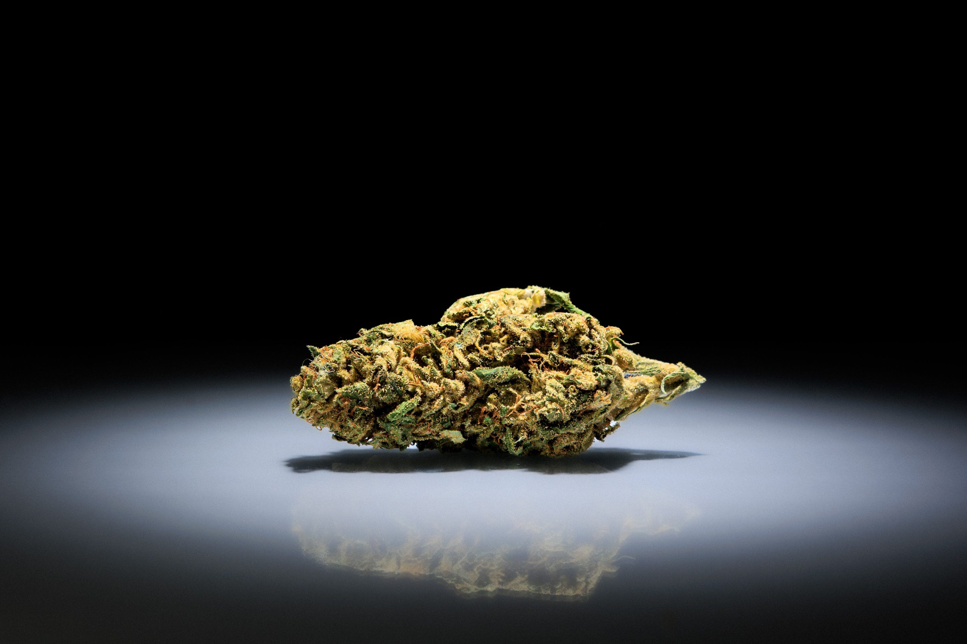 Blue Falcon Strain Gatz Organic submission